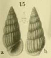 Image of Rissoina submercurialis Yokoyama 1920