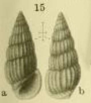 Imagem de Rissoina submercurialis Yokoyama 1920