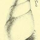 Image of Rissoina laurae (de Folin 1870)