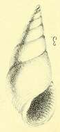 Image of Rissoina laurae (de Folin 1870)