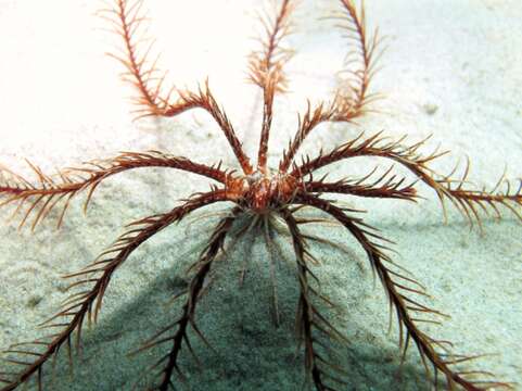 Image of Mediterranean feather star