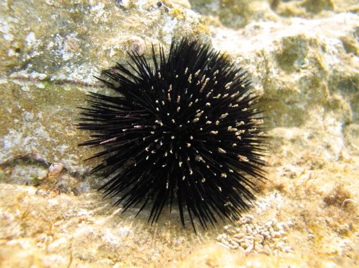 Image of Black Sea urchin