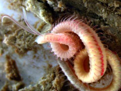 Polydora websteri Hartman ex Loosanoff & Engle 1943 resmi