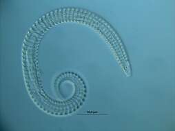 Image of Plectida