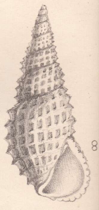 Image of Phosinella privati (de Folin 1867)