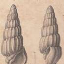 Rissoina canaliculata Schwartz von Mohrenstern 1860的圖片