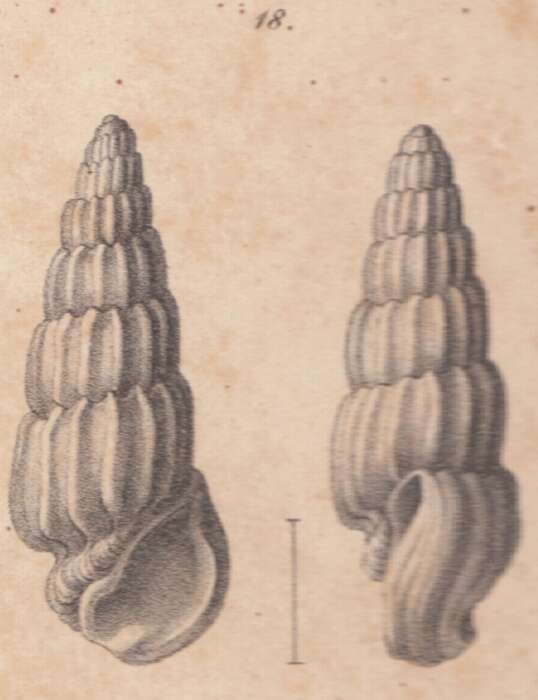 Image of Rissoina canaliculata Schwartz von Mohrenstern 1860