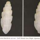 Image of Rissoina thatcheria C.-K. Chang & W.-L. Wu 2004