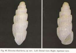 Image of Rissoina thatcheria C.-K. Chang & W.-L. Wu 2004