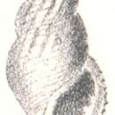 Image of Rissoina evanida (Laseron 1956)