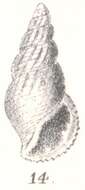 Image of Rissoina evanida (Laseron 1956)