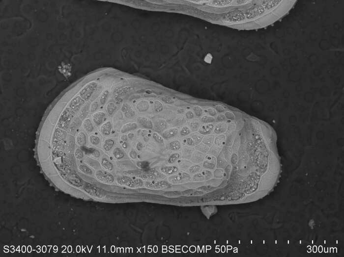 Image de Cythereis abyssicola Sars 1866