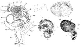 Image de Castrada lanceola (Braun 1885)