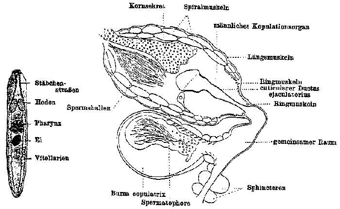 Image of Castrada lanceola (Braun 1885)