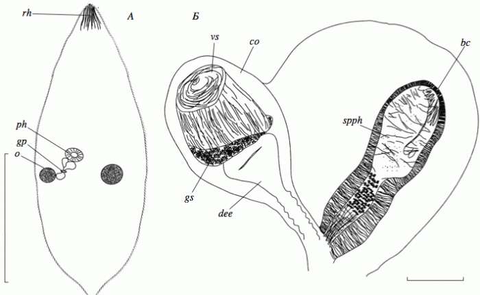 Image de Castrada lanceola (Braun 1885)