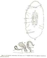 Image of Stylochus atentaculatus Hyman 1953