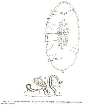 Stylochus atentaculatus Hyman 1953的圖片