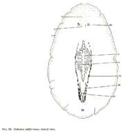 Image of Stylochus californicus Hyman 1953