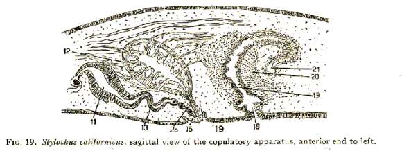 Stylochus californicus Hyman 1953的圖片