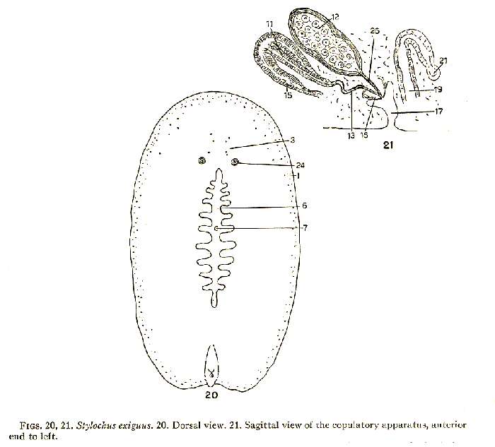 Image of Stylochus (Imogine) exiguus Hyman 1953