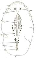 Image of Stylochus (Stylochus) franciscanus Hyman 1953