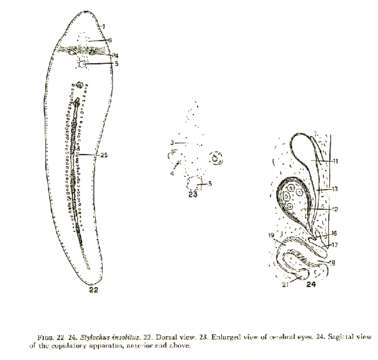 Image of Stylochus (Stylochus) insolitus Hyman 1953