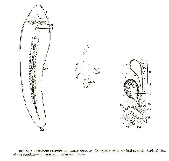 Image of Stylochus (Stylochus) insolitus Hyman 1953