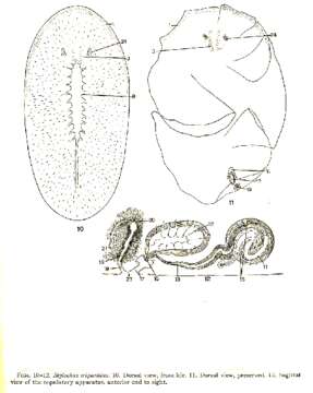 Stylochus (Imogine) tripartitus Hyman 1953 resmi