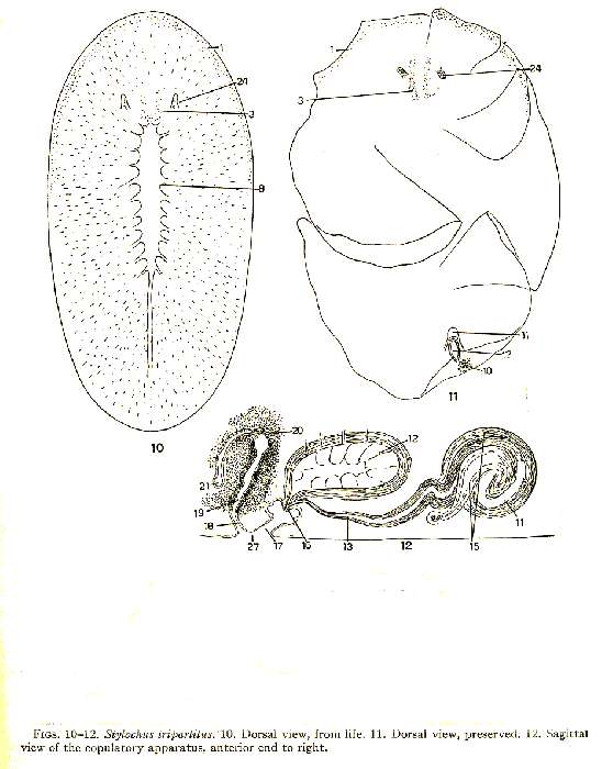 Image de Stylochus (Imogine) tripartitus Hyman 1953