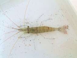 Image of Common prawn