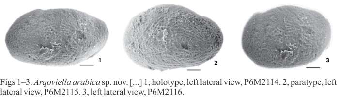 Image de Arqoviella arabica Crasquin-Soleau 2005