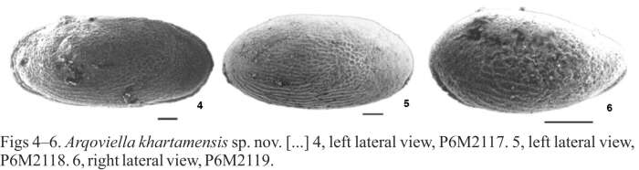 Image of Arqoviella khartamensis Crasquin-Soleau 2005