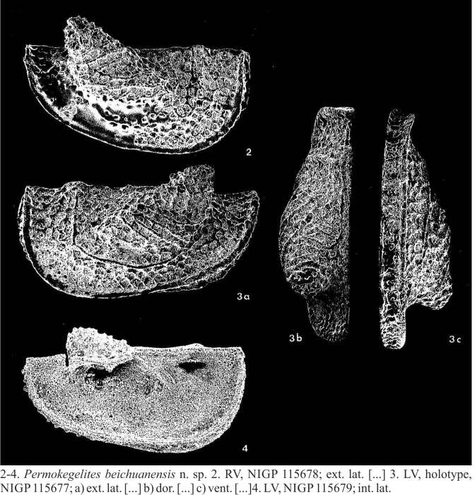 Image de <i>Permokegelites beichuanensis</i> Becker & Wang 1992