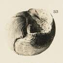 Image of Calliostoma caroli Dautzenberg 1927