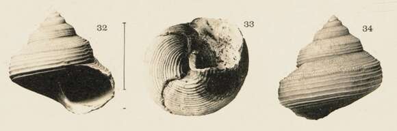 Image of Calliostoma caroli Dautzenberg 1927