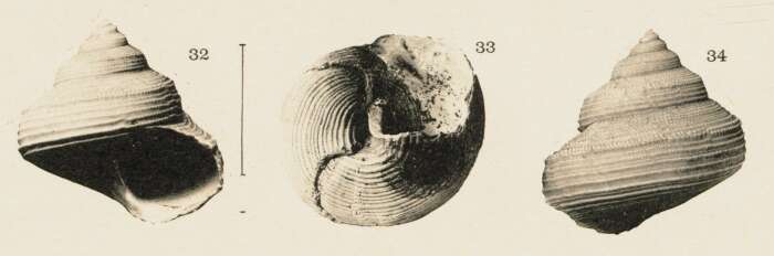 Image de Calliostomatidae Thiele 1924