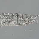 Image of Echinoderes goku Rucci, Neuhaus & Bulnes 2022