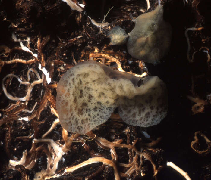 Image of Plakina crypta Muricy, Boury-Esnault, Bézac & Vacelet 1998