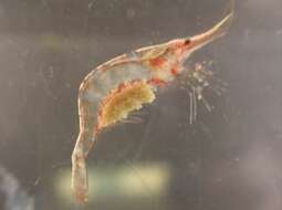 Image of shrimp