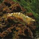 Image of Buehler's shrimp