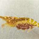 Image of Guery's shrimp