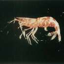 Image of Ninja shrimp