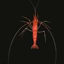 Image of sugarcane shrimp