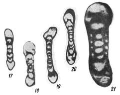 Image of Novella evoluta Grozdilova & Lebedeva 1950