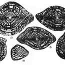 Image of Cuniculinella tumida Skinner & Wilde 1965