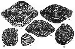 Image of Cuniculinella tumida Skinner & Wilde 1965