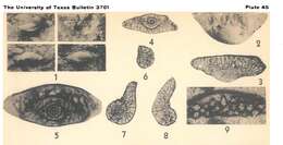 Image de Codonofusiella paradoxica Dunbar & Skinner 1937