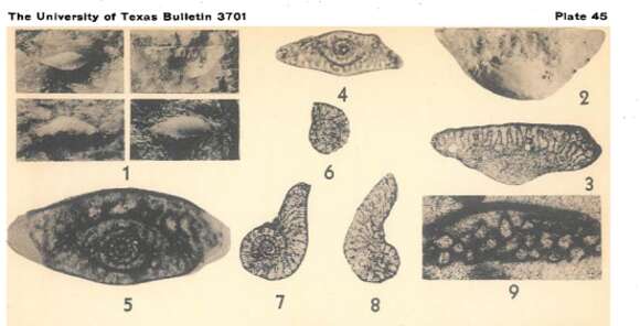 Image of Codonofusiella paradoxica Dunbar & Skinner 1937