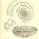 Image of Hemifusulina bocki Möller 1878