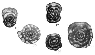 Image of Pseudostaffella needhami Thompson 1942